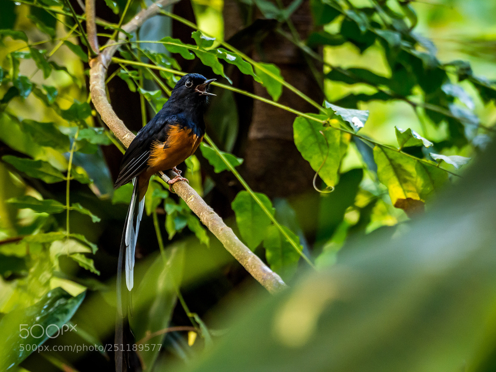 Olympus OM-D E-M10 sample photo. Singing bird photography