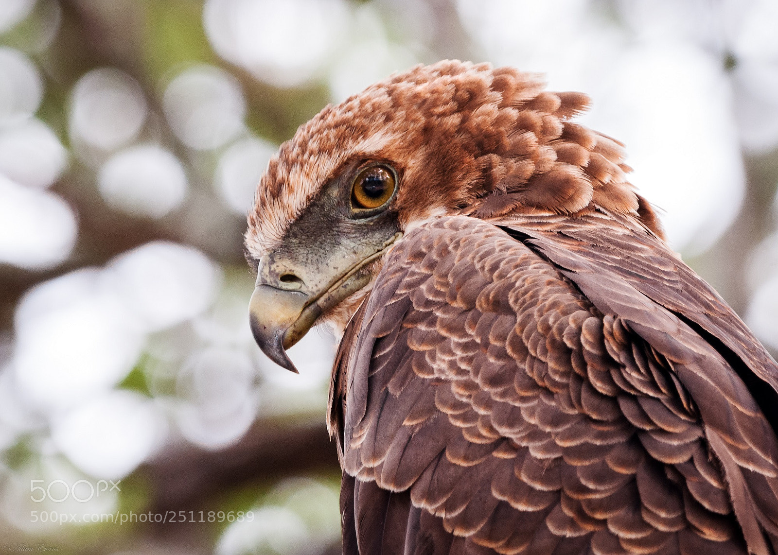 Nikon D300 sample photo. Buzzard photography