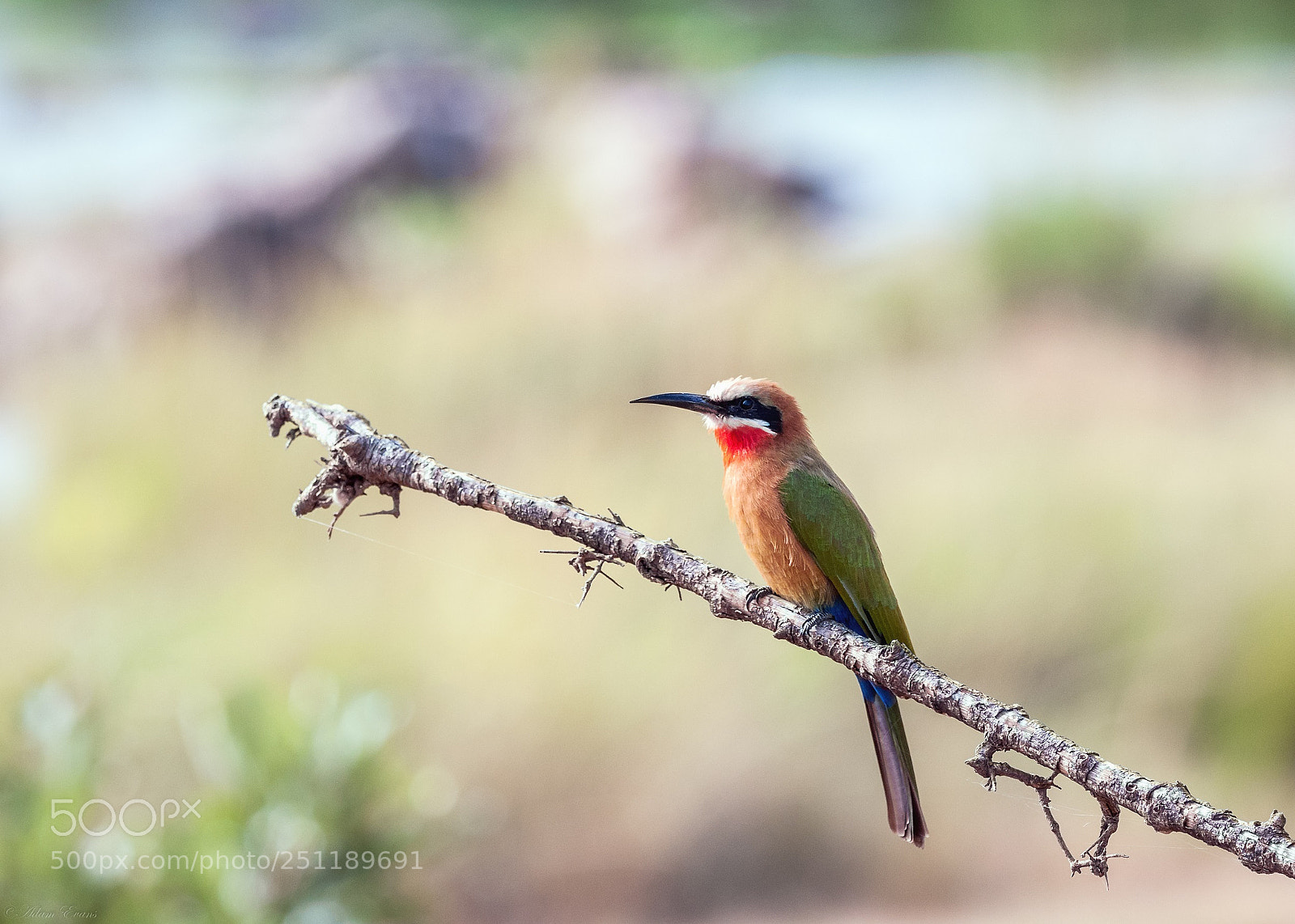 Nikon D300 sample photo. Bird photography
