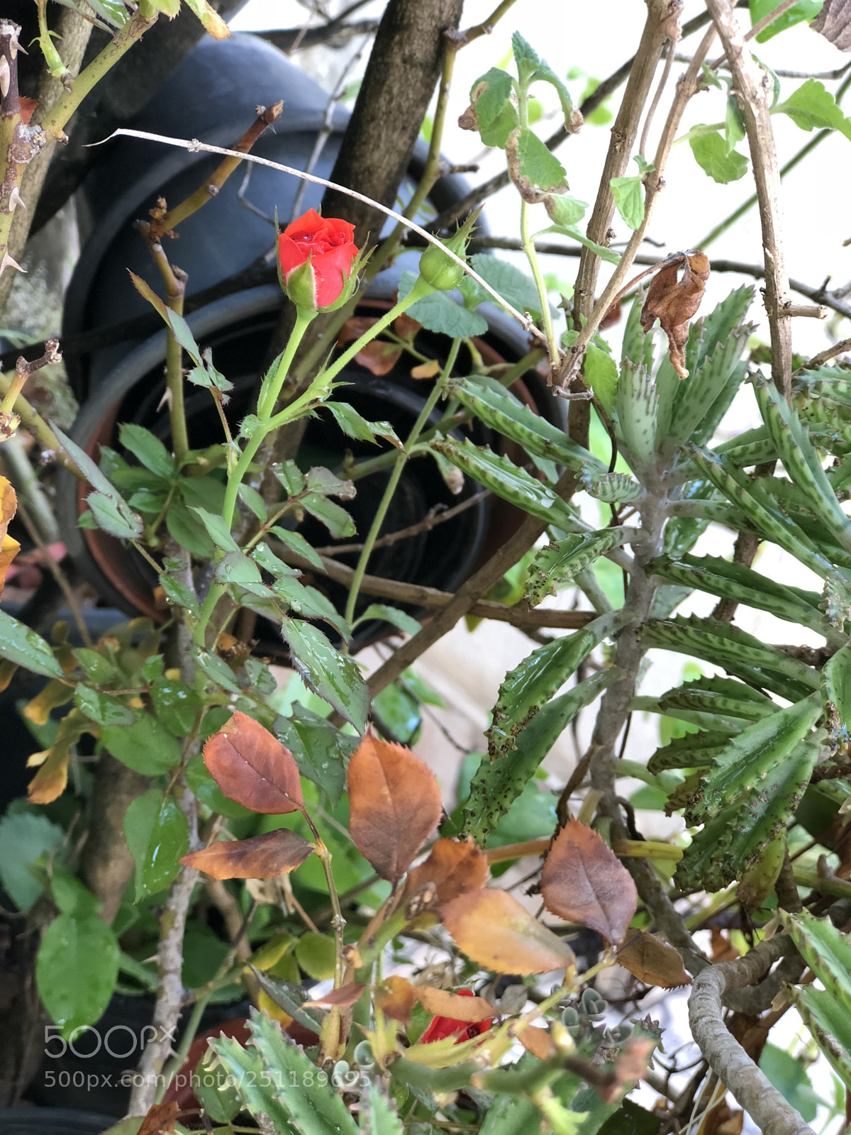 Apple iPhone 8 Plus sample photo. Untitled photography