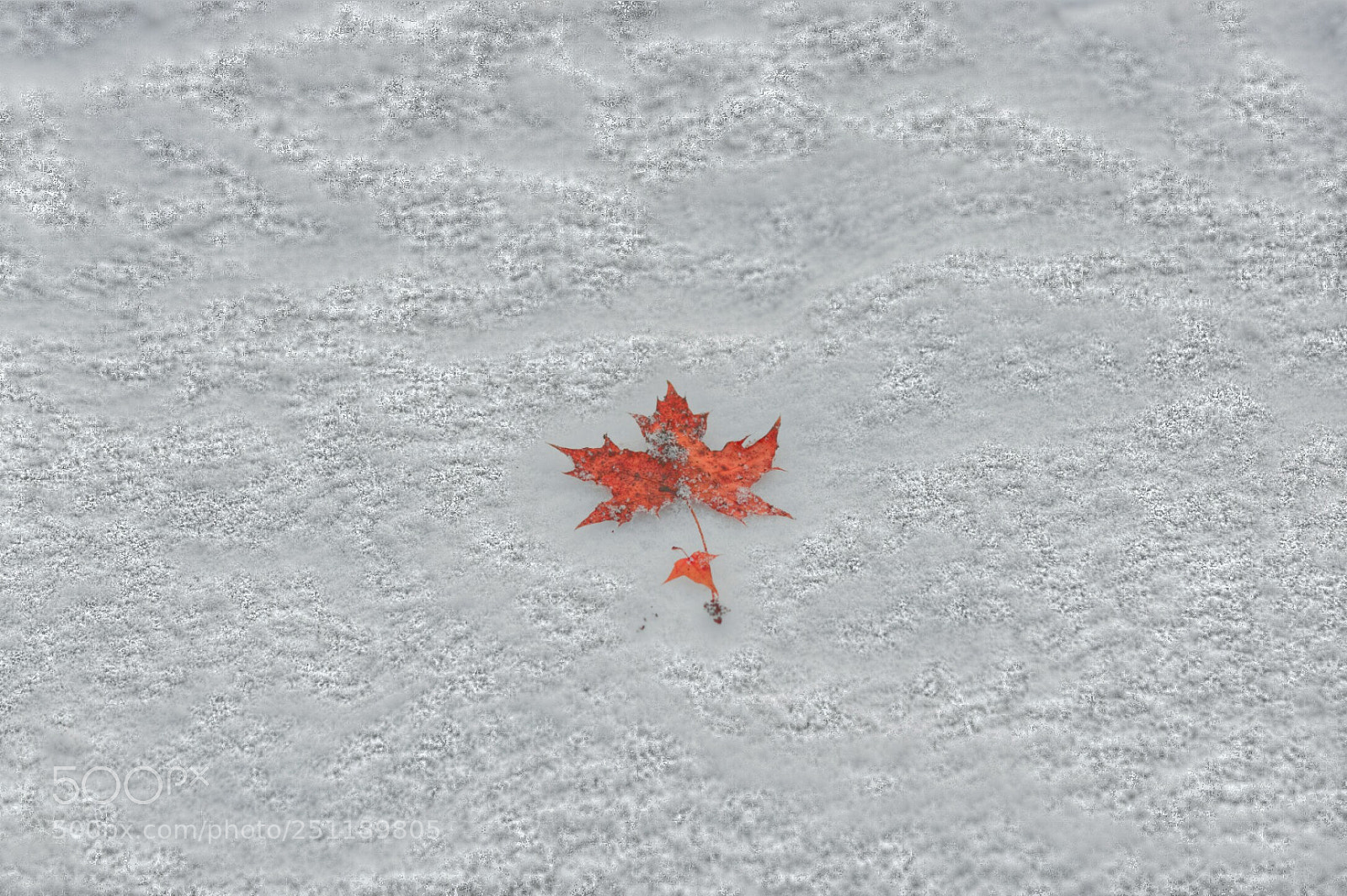 Pentax K-3 sample photo. Outono.jpg photography
