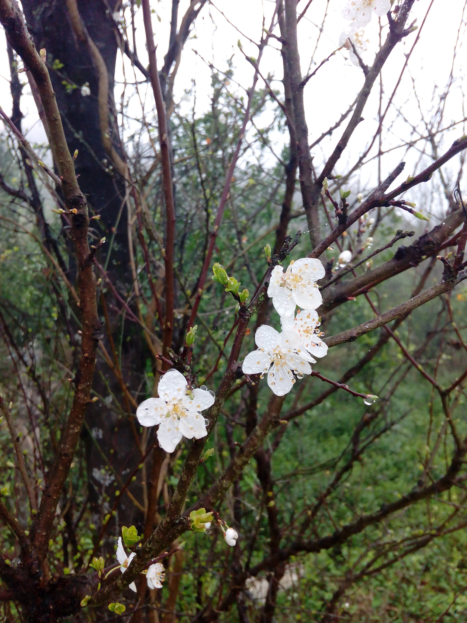 HUAWEI Hol-U19 sample photo. Spring song photography