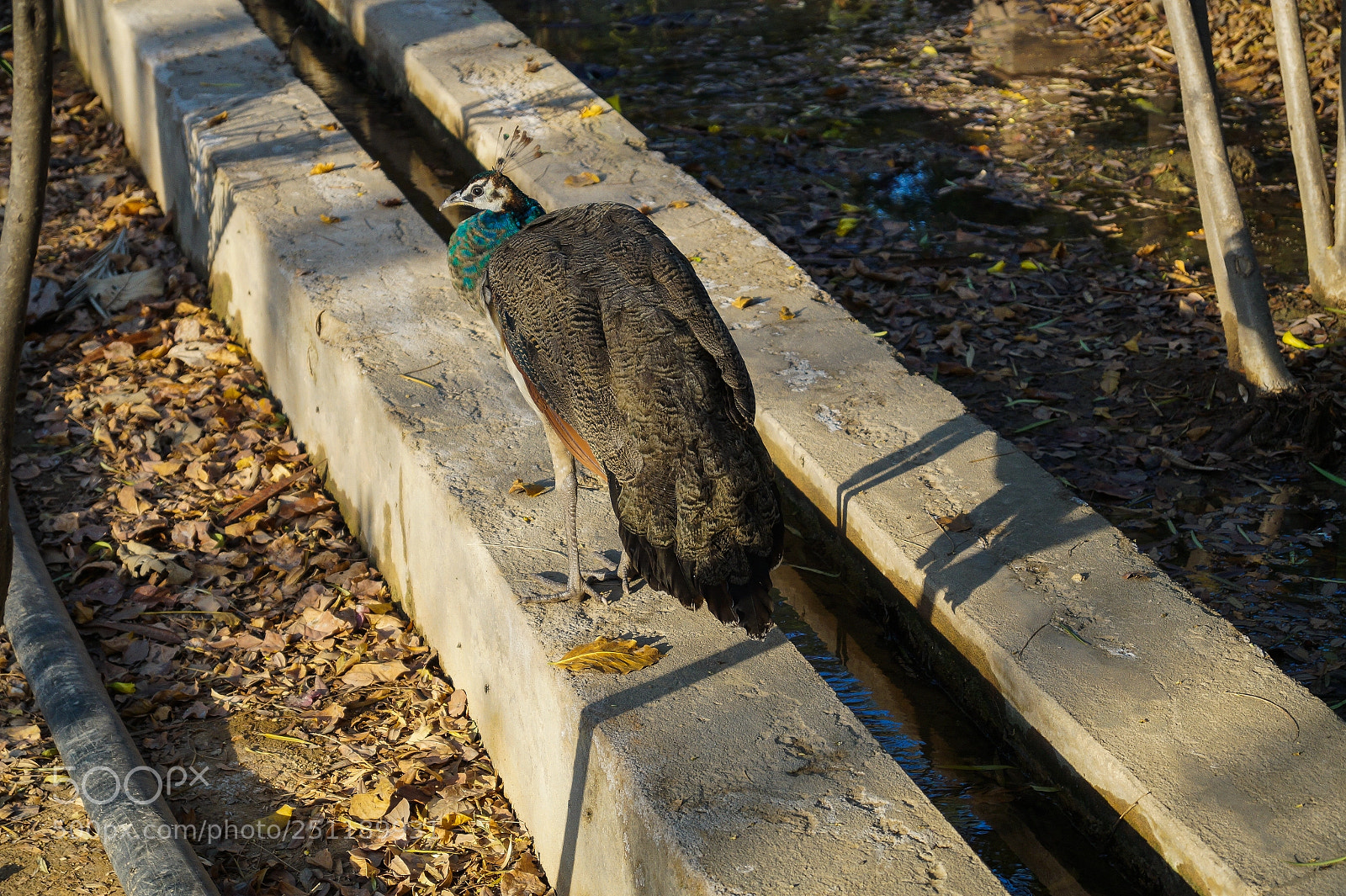 Sony SLT-A58 sample photo. Posing peahen photography