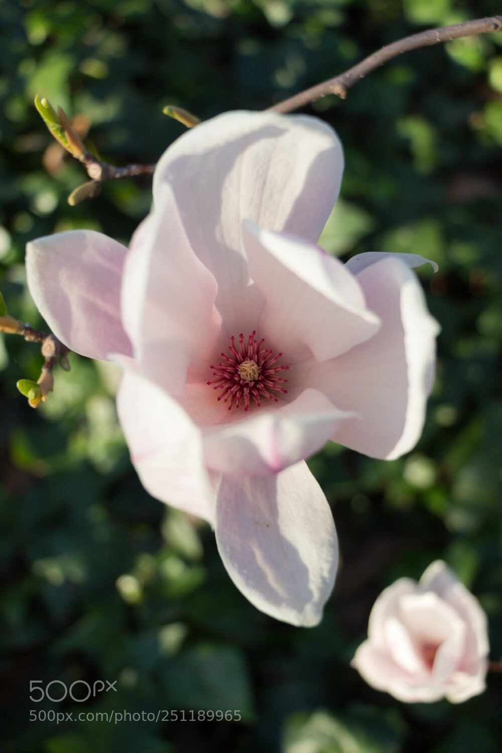 Canon EOS 700D (EOS Rebel T5i / EOS Kiss X7i) sample photo. Magnolies  photography