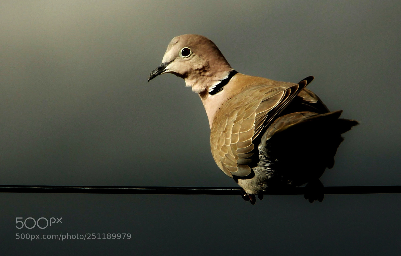 Canon EOS 60D sample photo. Collared dove photography