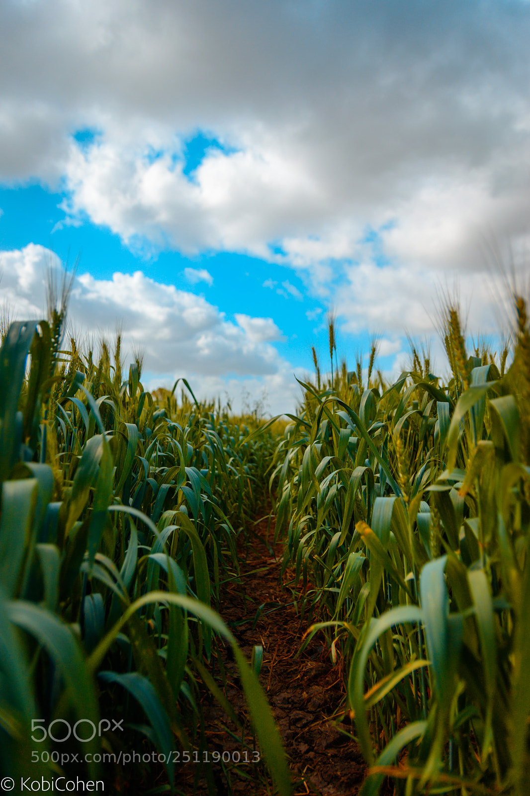 Nikon D5600 sample photo. The barley path photography