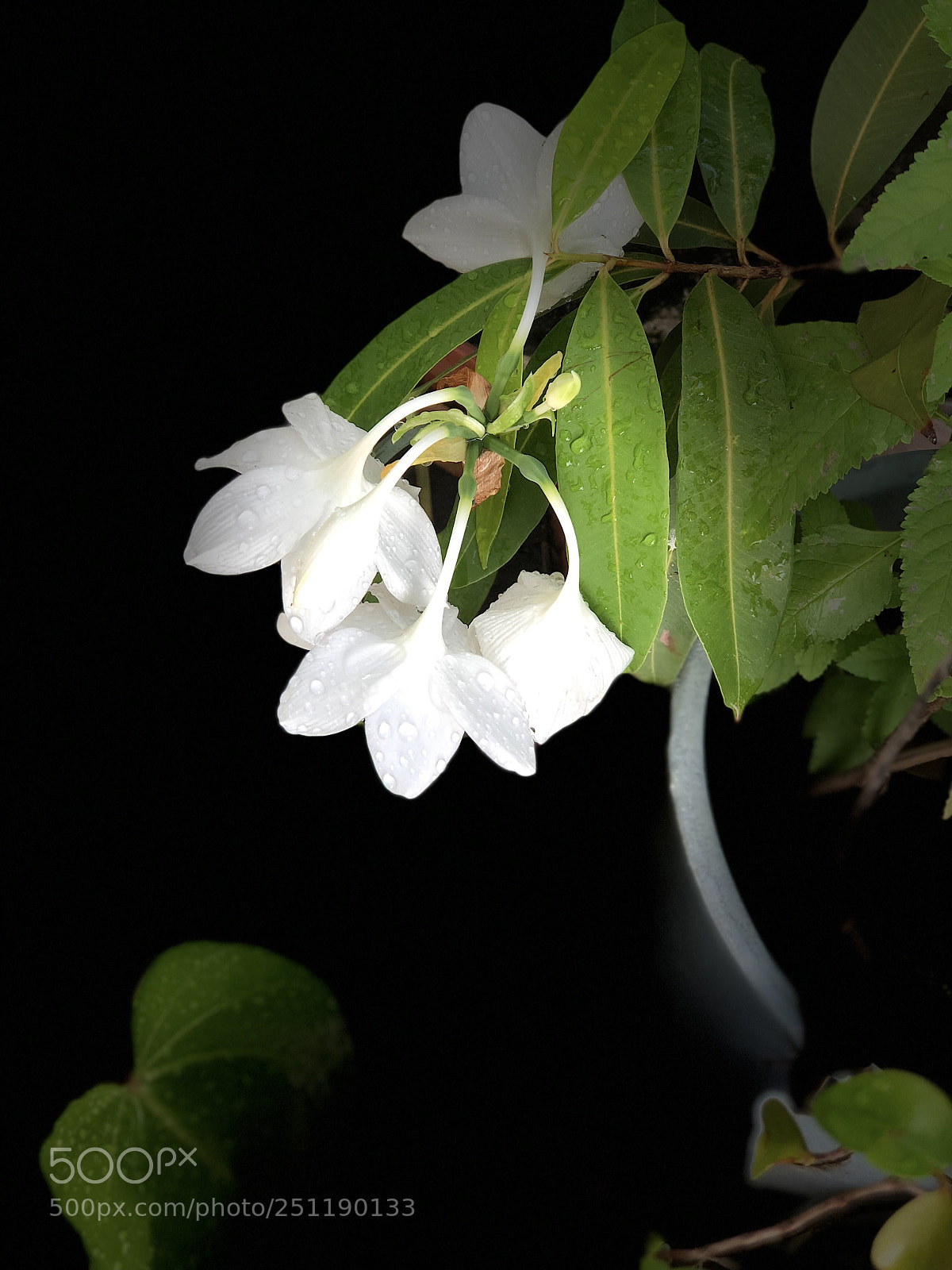 Apple iPhone 8 Plus sample photo. Untitled photography