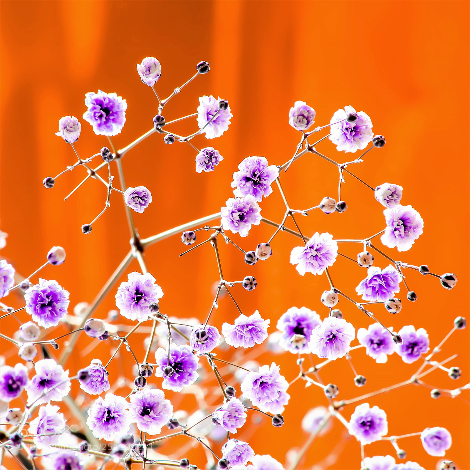 Canon EOS 5D Mark II sample photo. Lovely small flowers photography