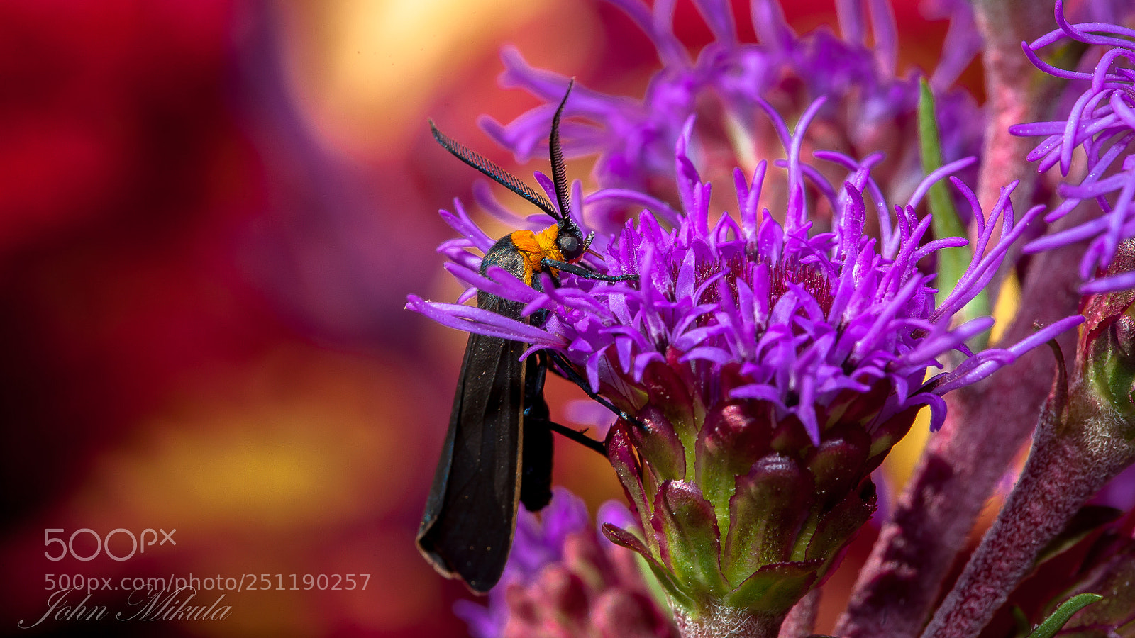 Canon EOS 5D sample photo. Botanical beauty . photography