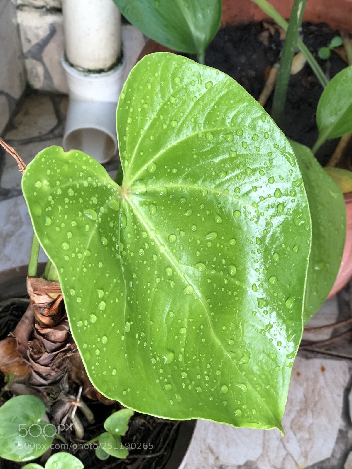 Apple iPhone 8 Plus sample photo. Untitled photography