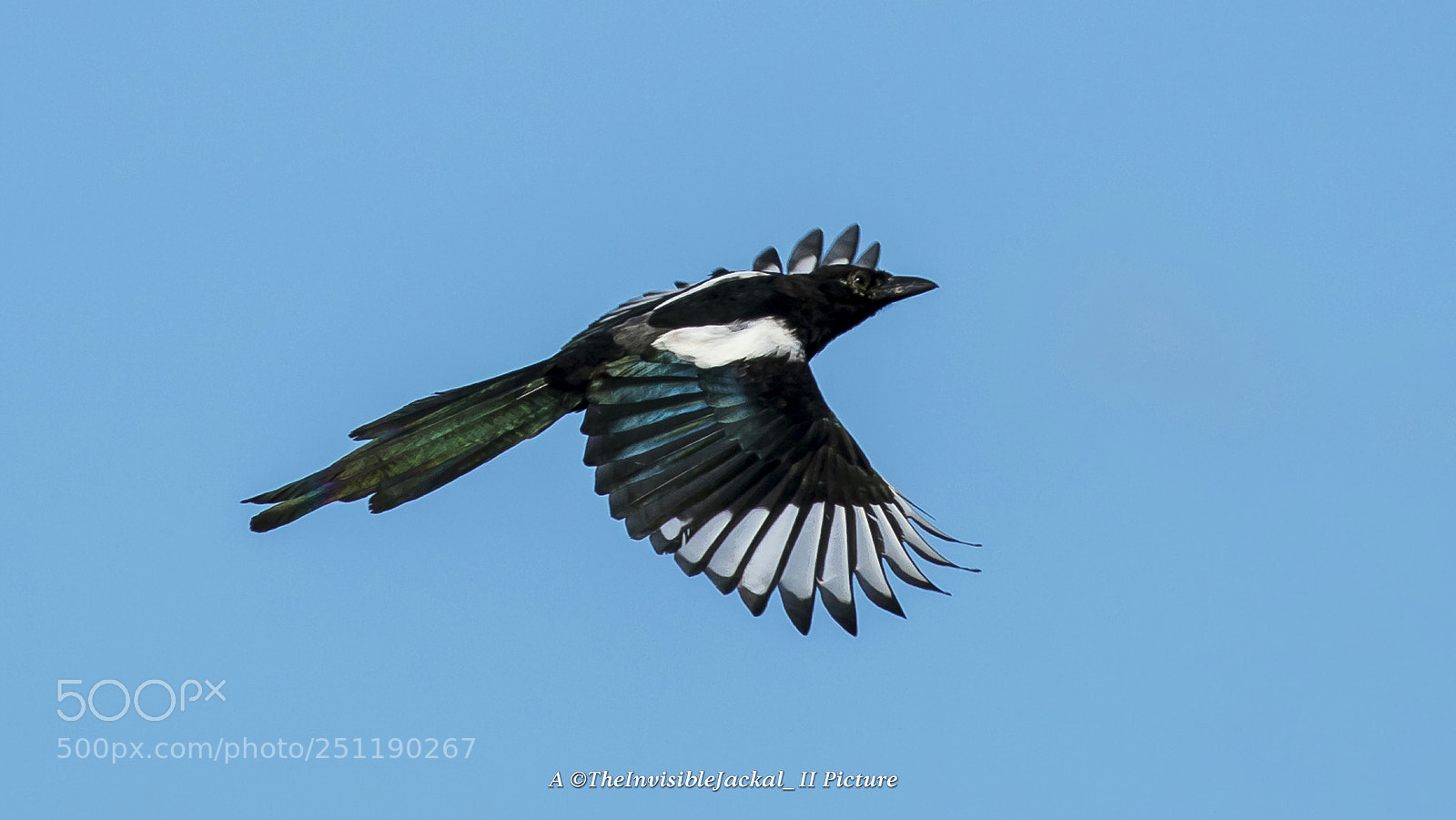 Canon EOS 7D Mark II sample photo. Eurasian magpie photography