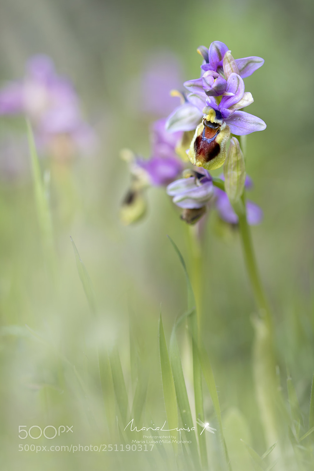 Canon EOS 80D sample photo. Ophrys tenthredinifera photography