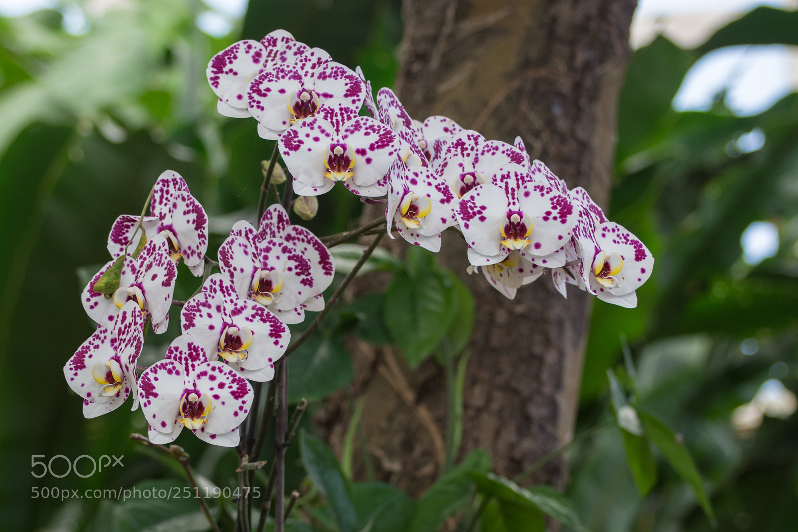 Nikon D7200 sample photo. Orchid moments photography