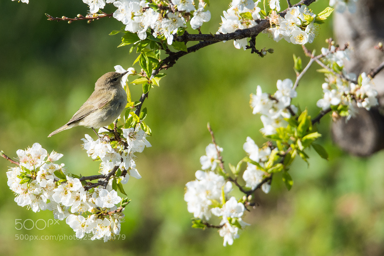 Nikon D7200 sample photo. Spring is in the photography