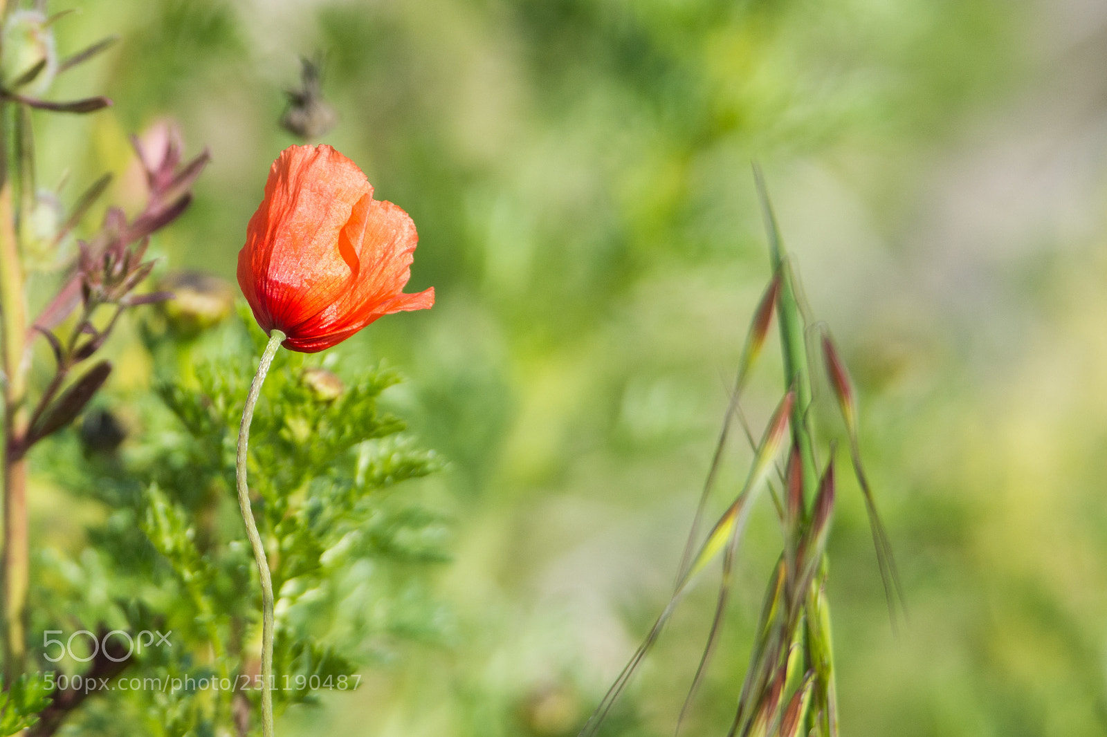 Nikon D7200 sample photo. Poppy photography