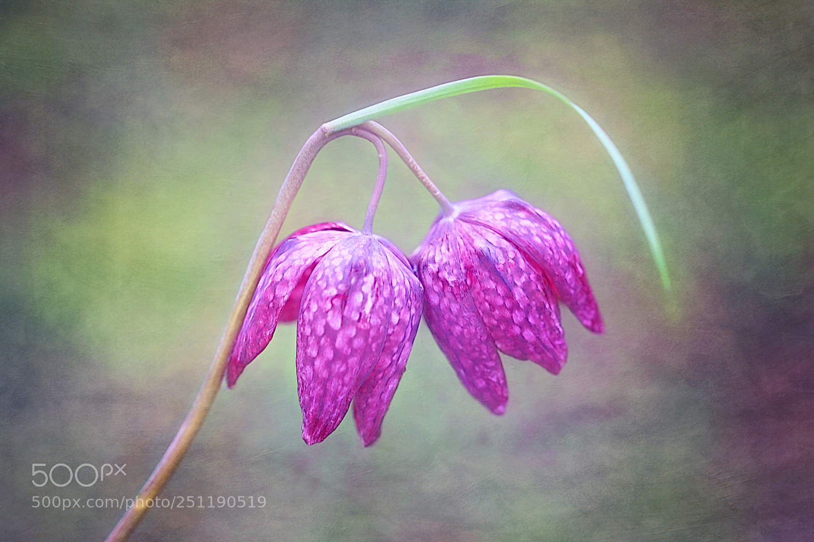 Canon EOS 5D Mark II sample photo. Snake's head fritillary photography