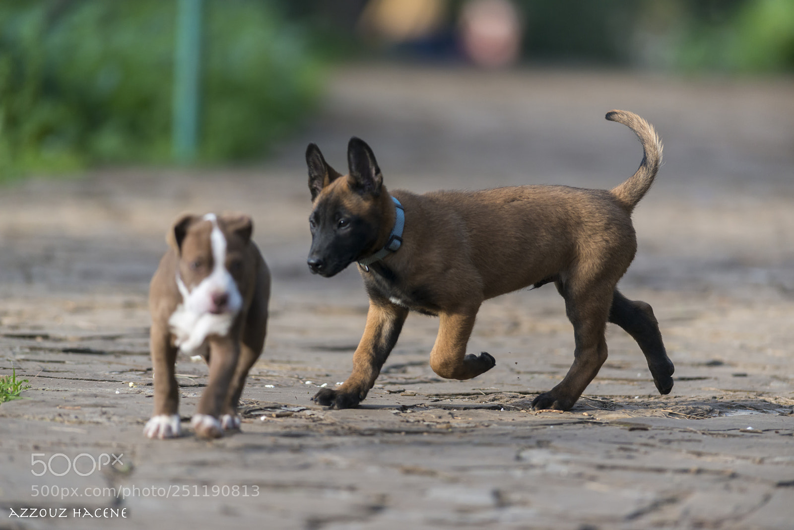 Nikon D800E sample photo. Dog photography