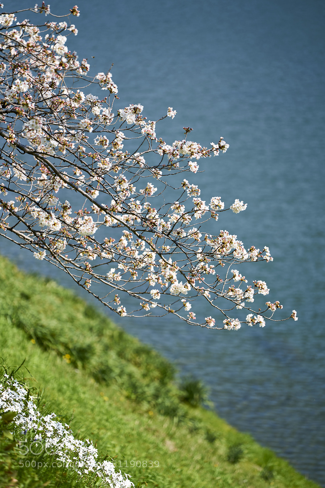 Sony a7R II sample photo. Cherry blossom photography