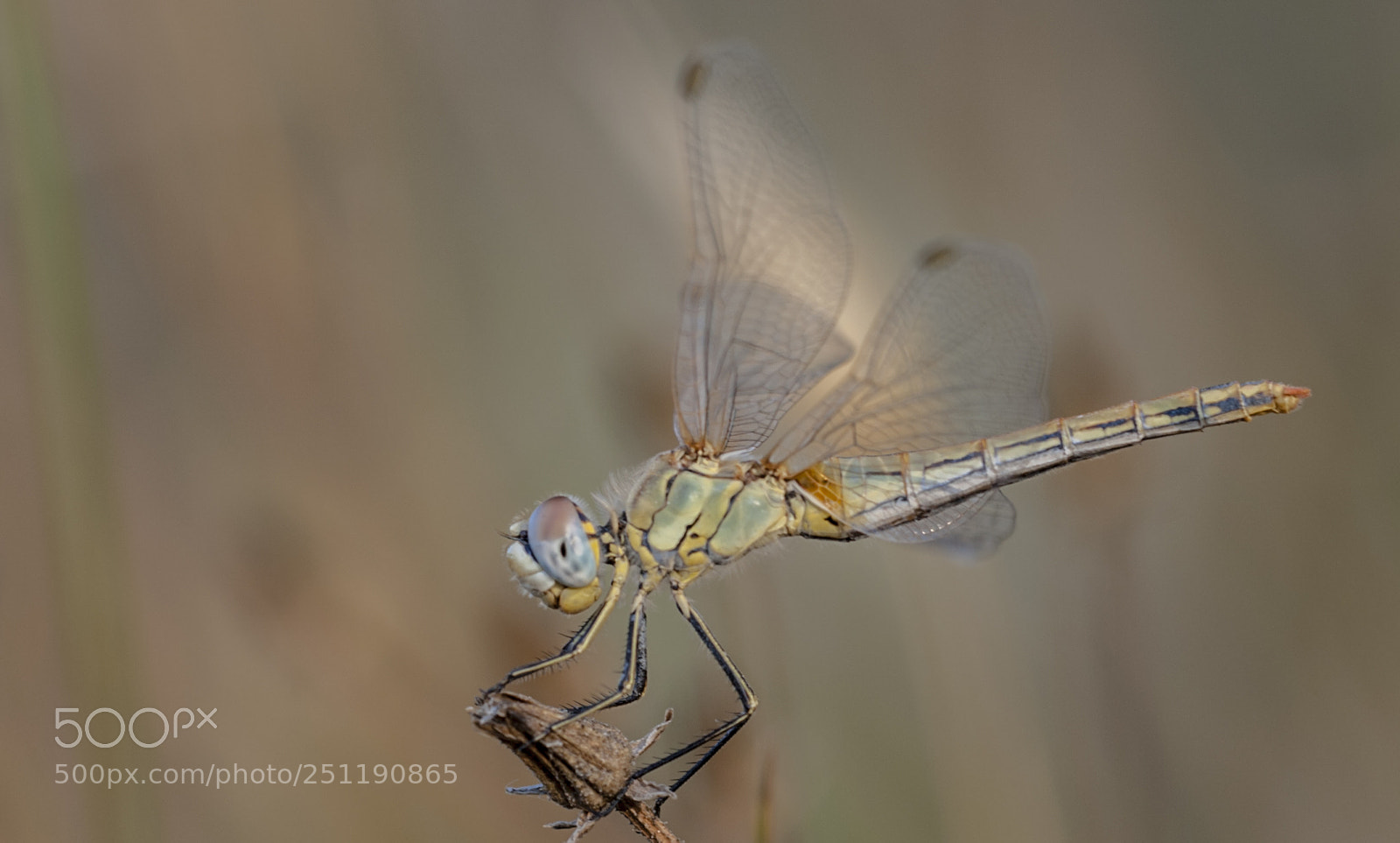 Nikon D3 sample photo. Dragonfly photography