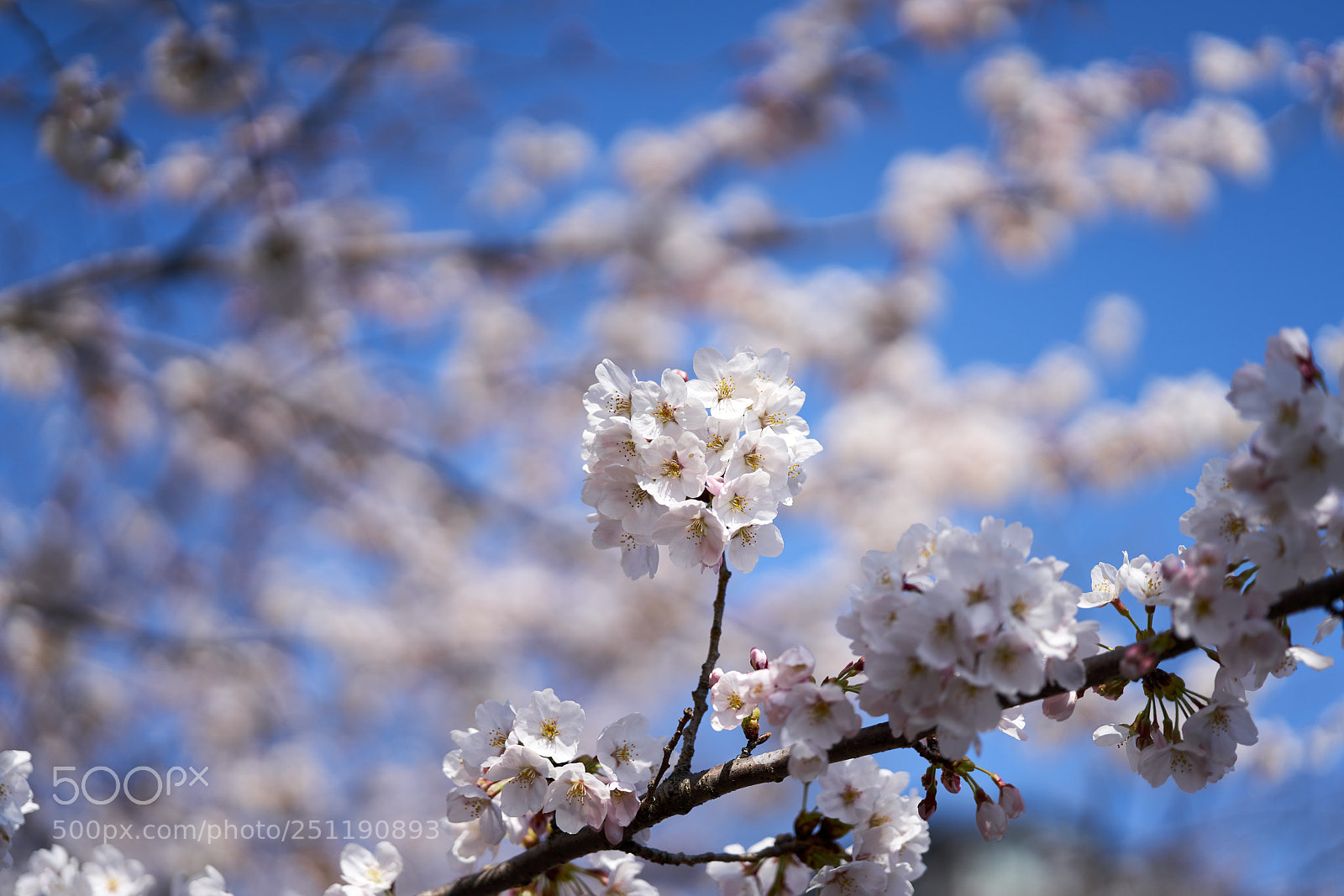 Sony a7R II sample photo. Cherry blossom photography