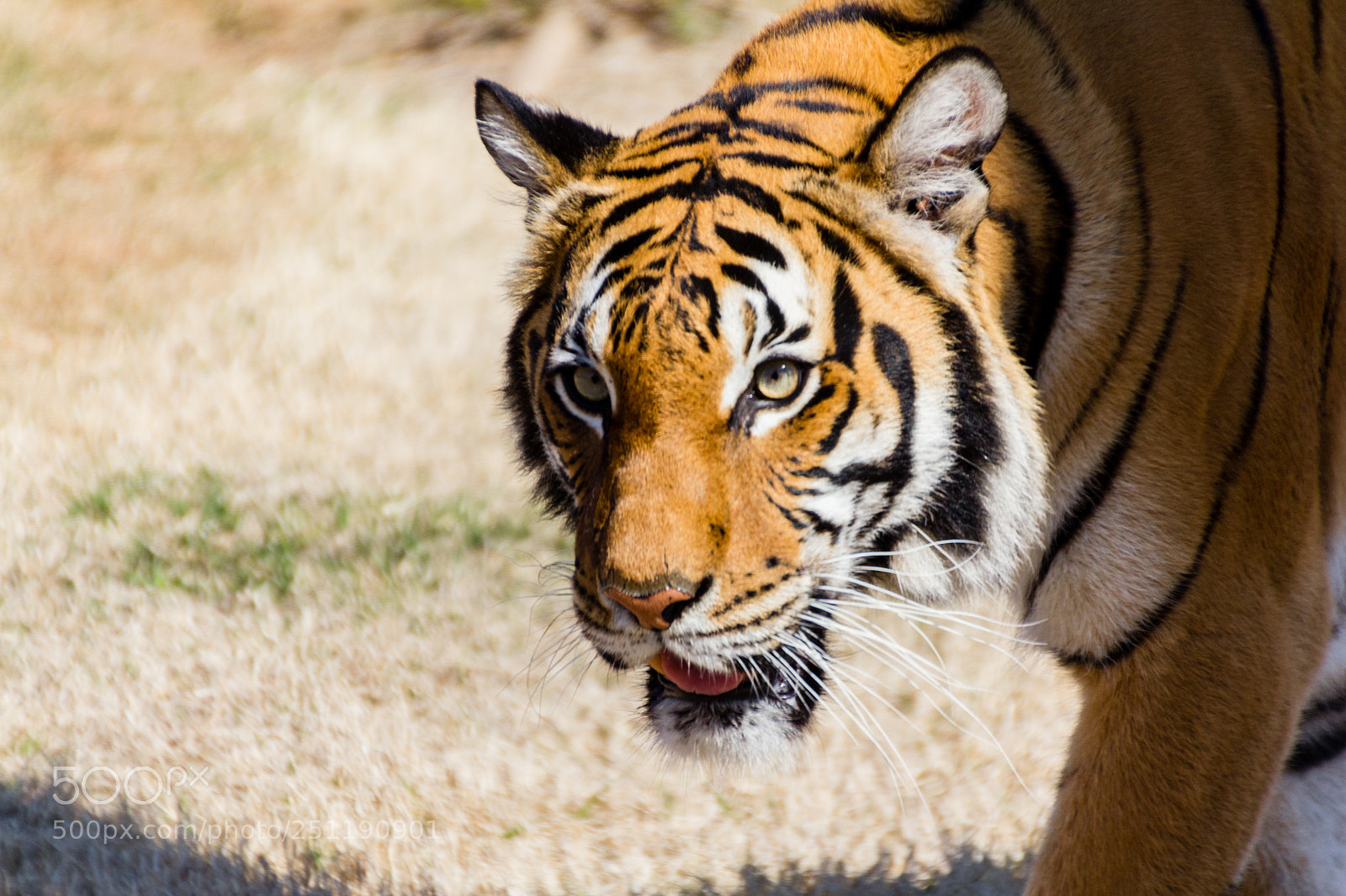 Canon EOS 60D sample photo. Tiger photography