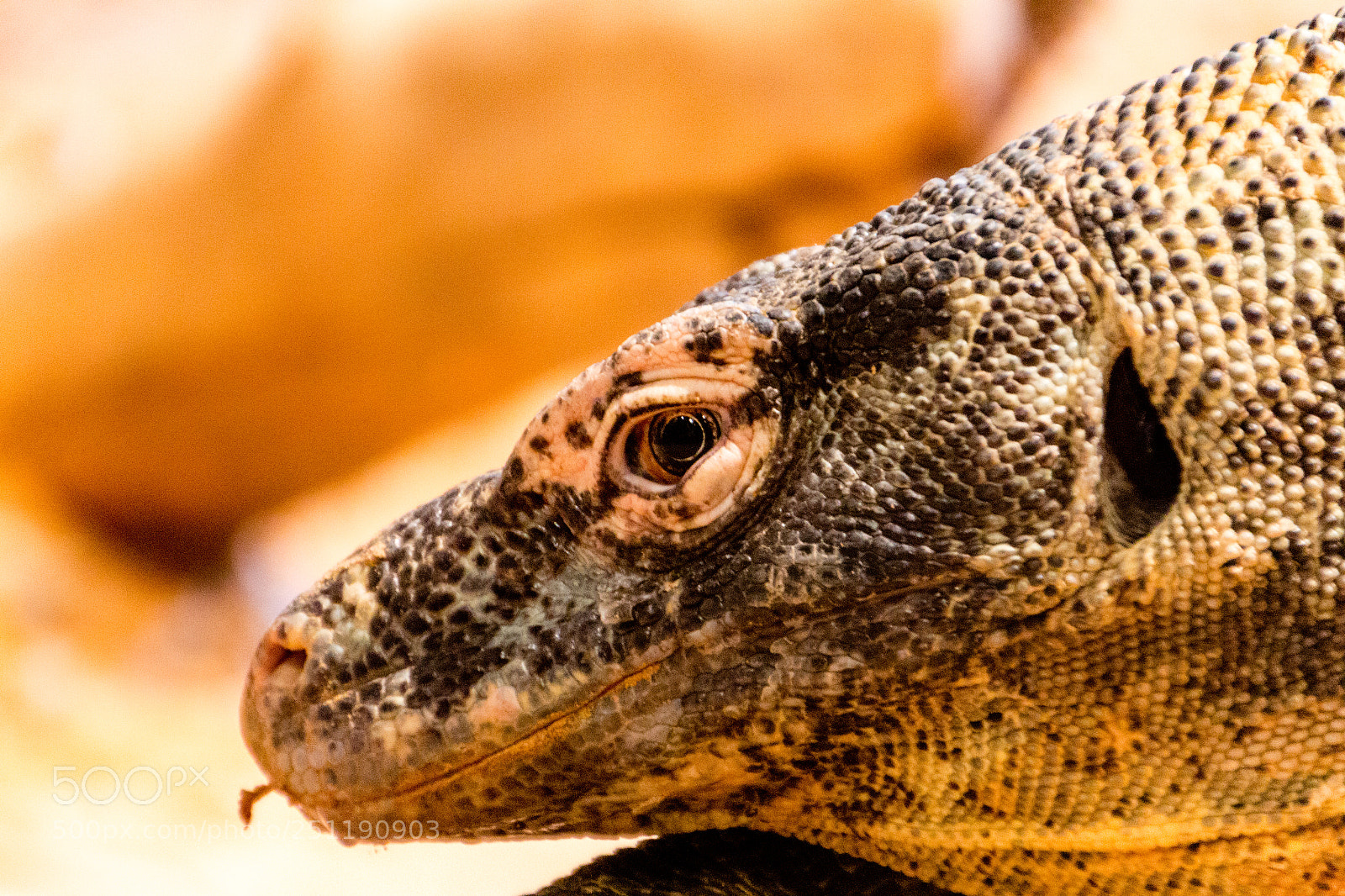 Canon EOS 60D sample photo. Komodo dragon photography