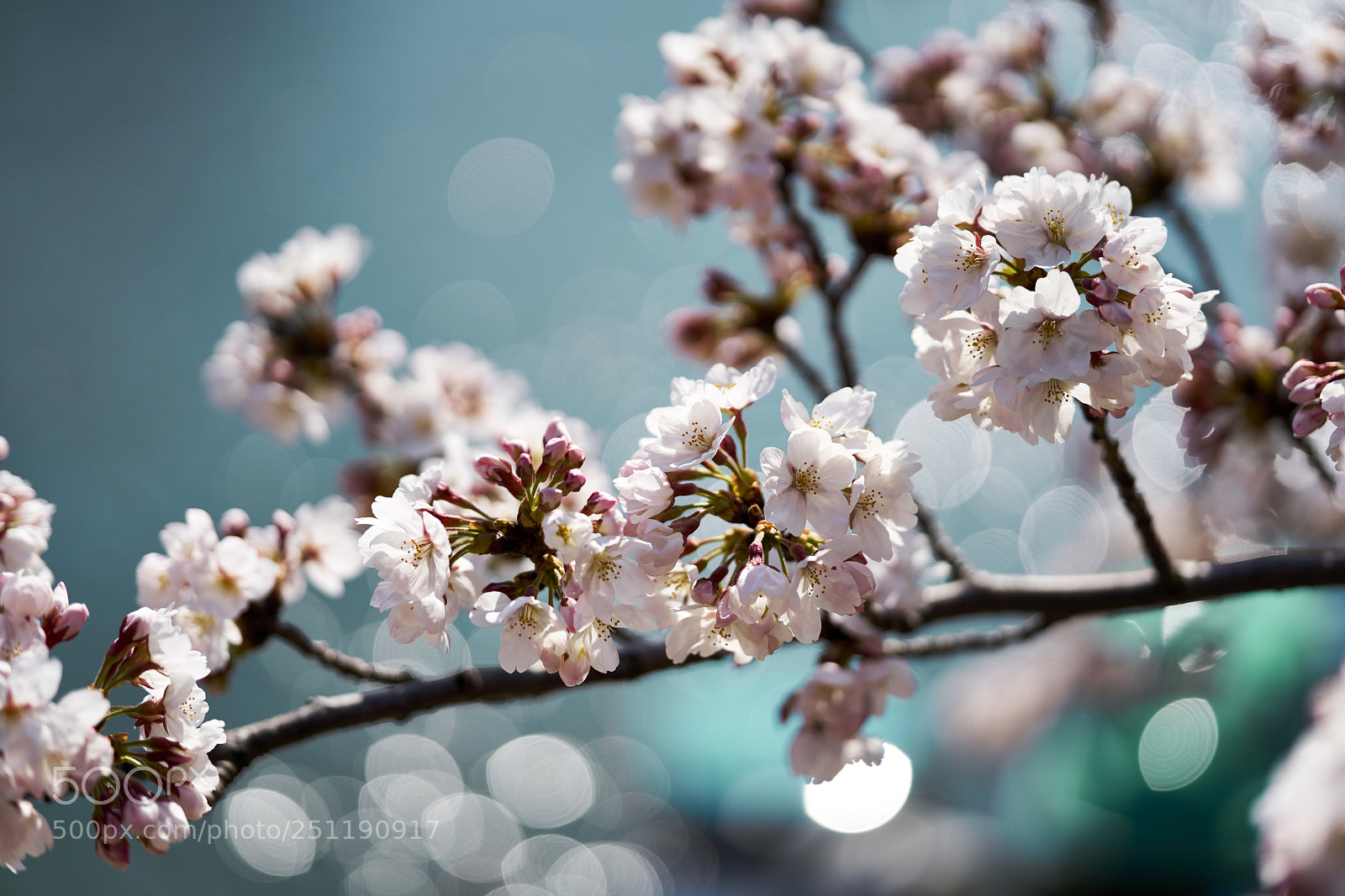 Sony a7R II sample photo. Cherry blossom photography