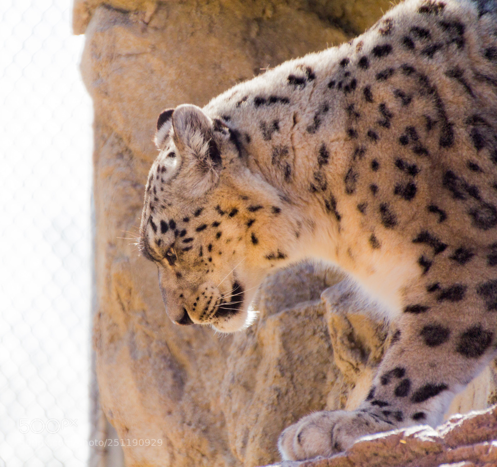 Canon EOS 60D sample photo. Snow leopard 2 photography