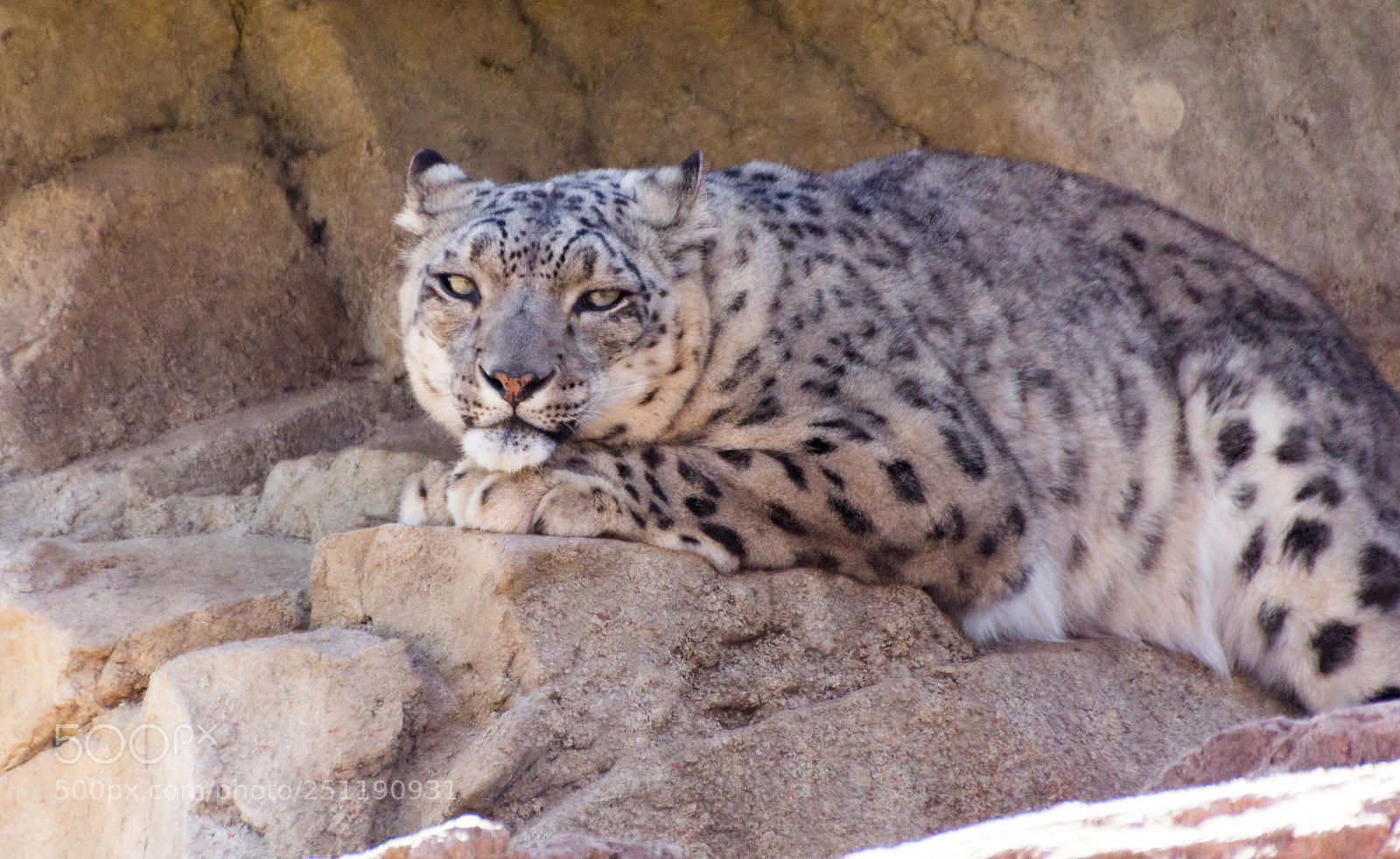 Canon EOS 60D sample photo. Snow leopard photography
