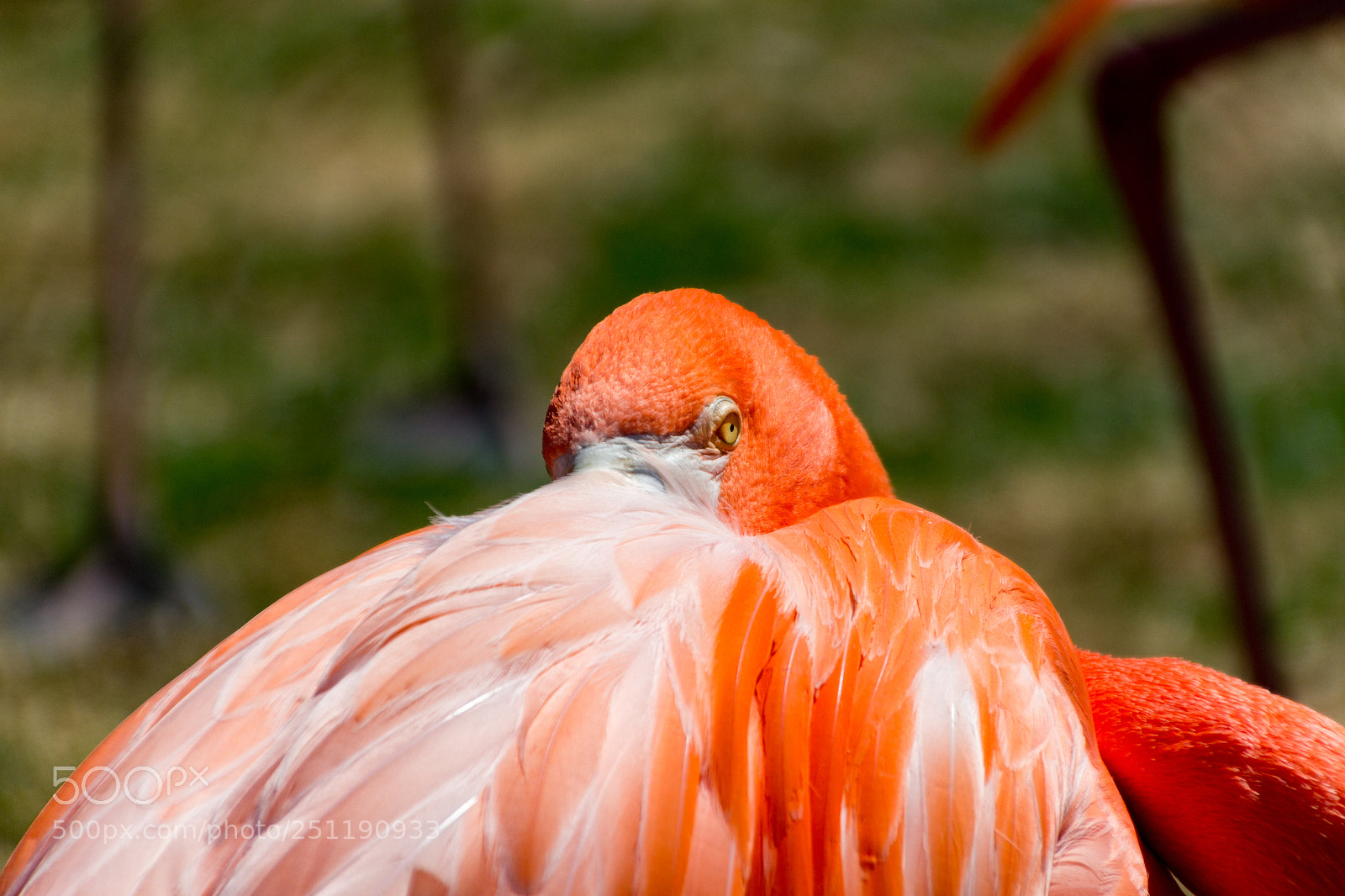 Canon EOS 60D sample photo. Flamingo photography