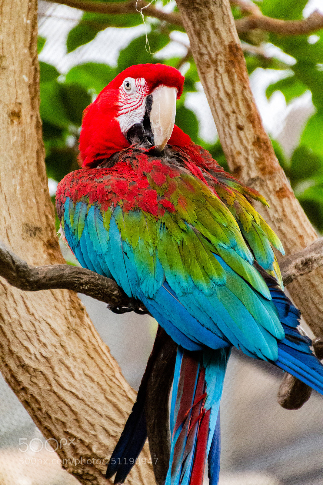 Canon EOS 60D sample photo. Macaw photography