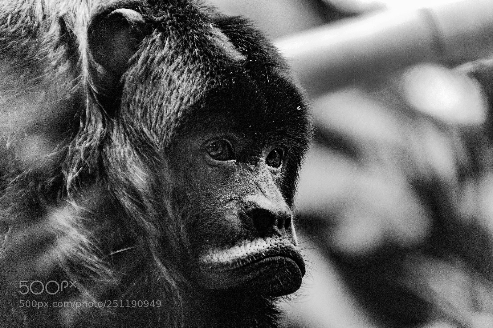 Canon EOS 60D sample photo. Howler monkey photography
