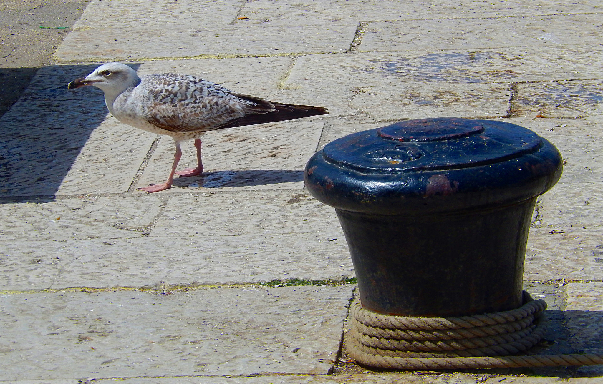 Nikon Coolpix S9500 sample photo. Seagull - galeb photography