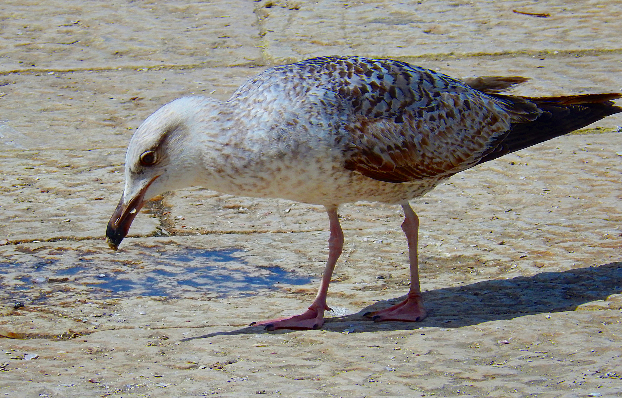 Nikon Coolpix S9500 sample photo. Seagull - galeb photography