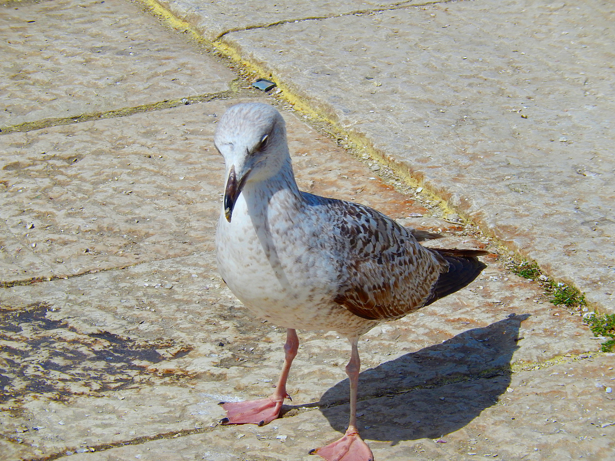 Nikon Coolpix S9500 sample photo. Seagull - galeb photography