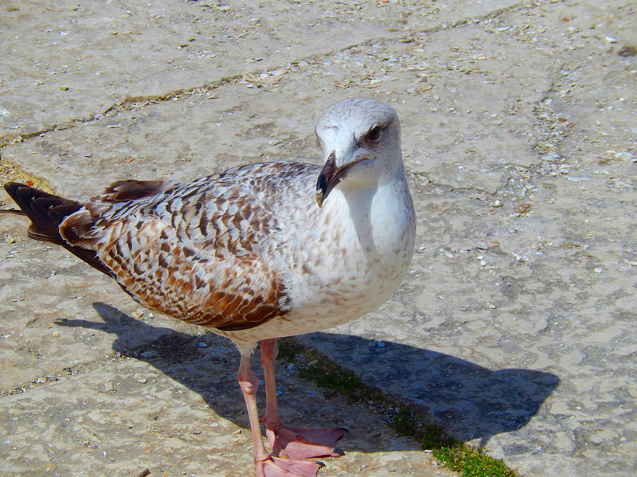 Nikon Coolpix S9500 sample photo. Seagull - galeb photography