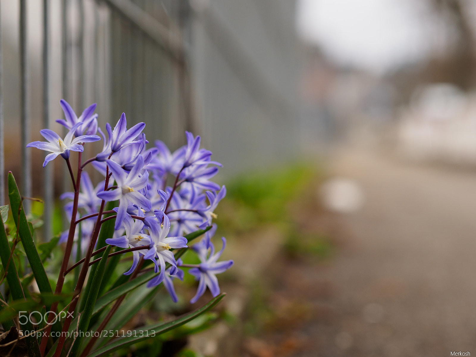 Olympus OM-D E-M1 Mark II sample photo. Blaustern photography