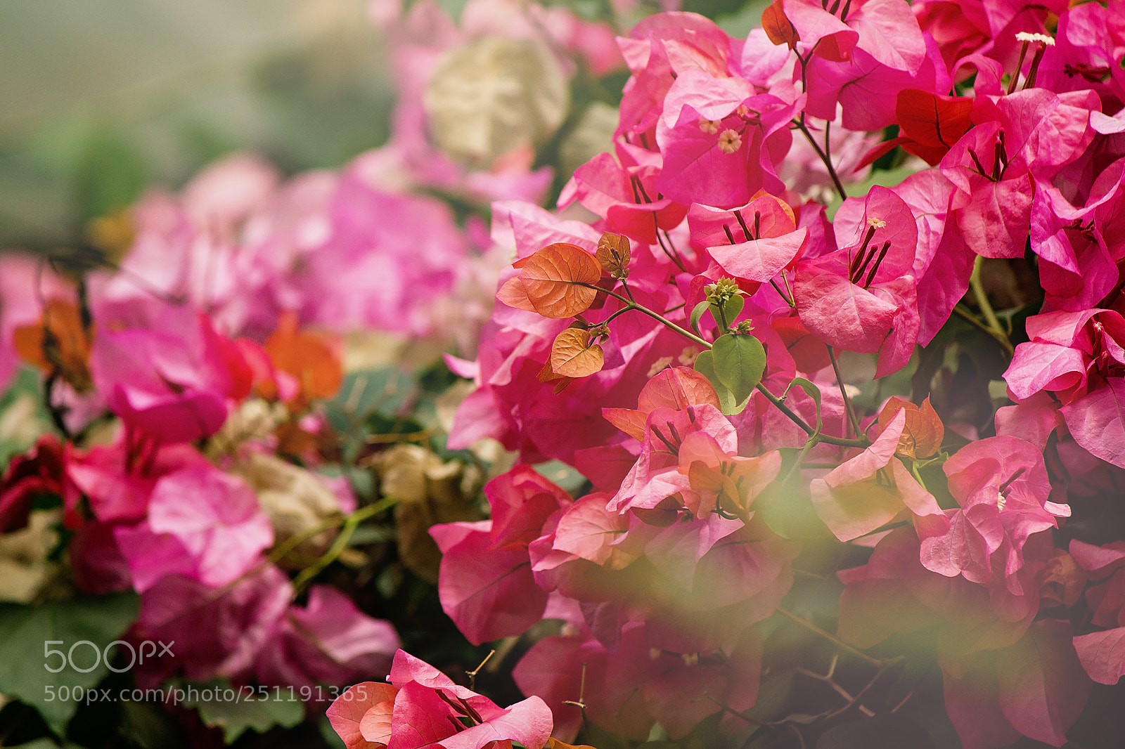 Canon EOS 550D (EOS Rebel T2i / EOS Kiss X4) sample photo. Bougainvilleas photography