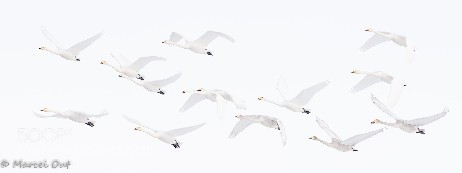 Nikon D500 sample photo. Just swans photography