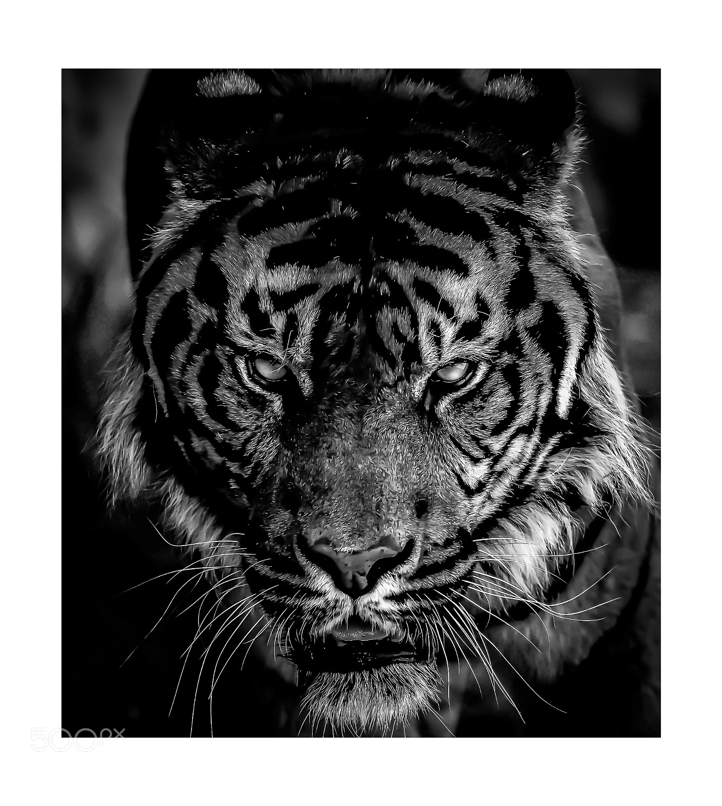 Nikon D800 sample photo. Welcome to the jungle.... photography