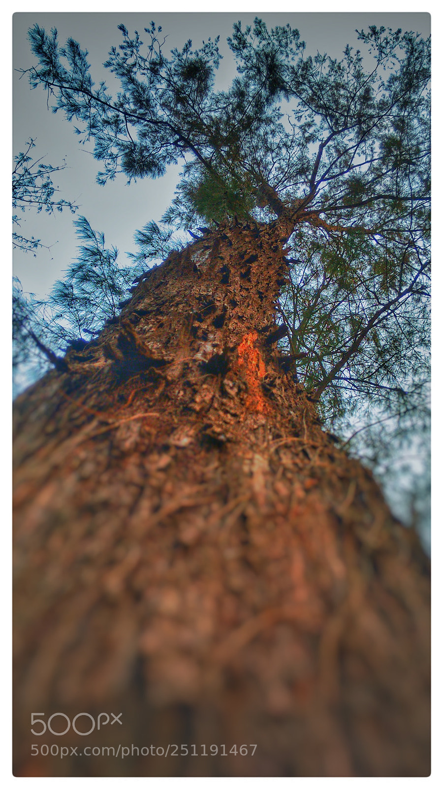 Motorola Moto G (2nd Gen) sample photo. Wood photography