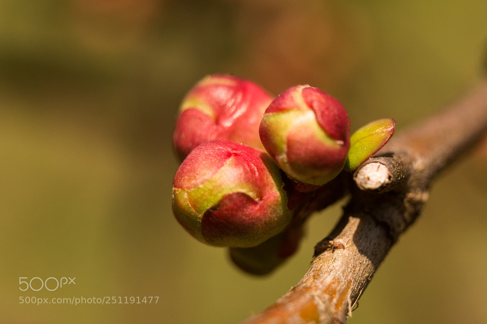 Nikon D5200 sample photo. Blossom photography