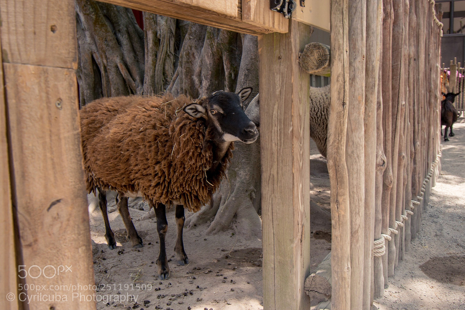 Nikon D5500 sample photo. Curious sheep photography