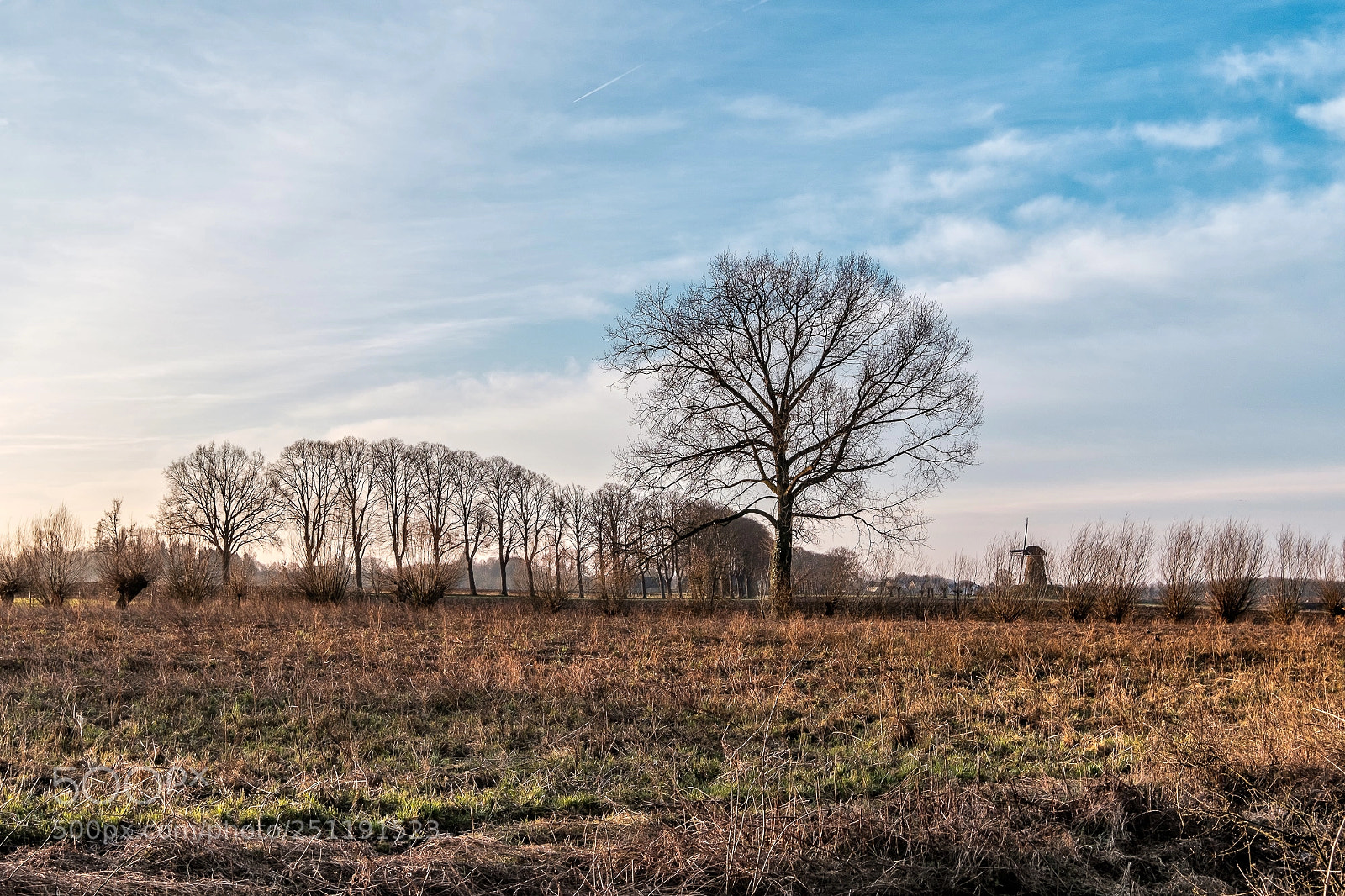 Fujifilm X-T2 sample photo. Tree in field photography