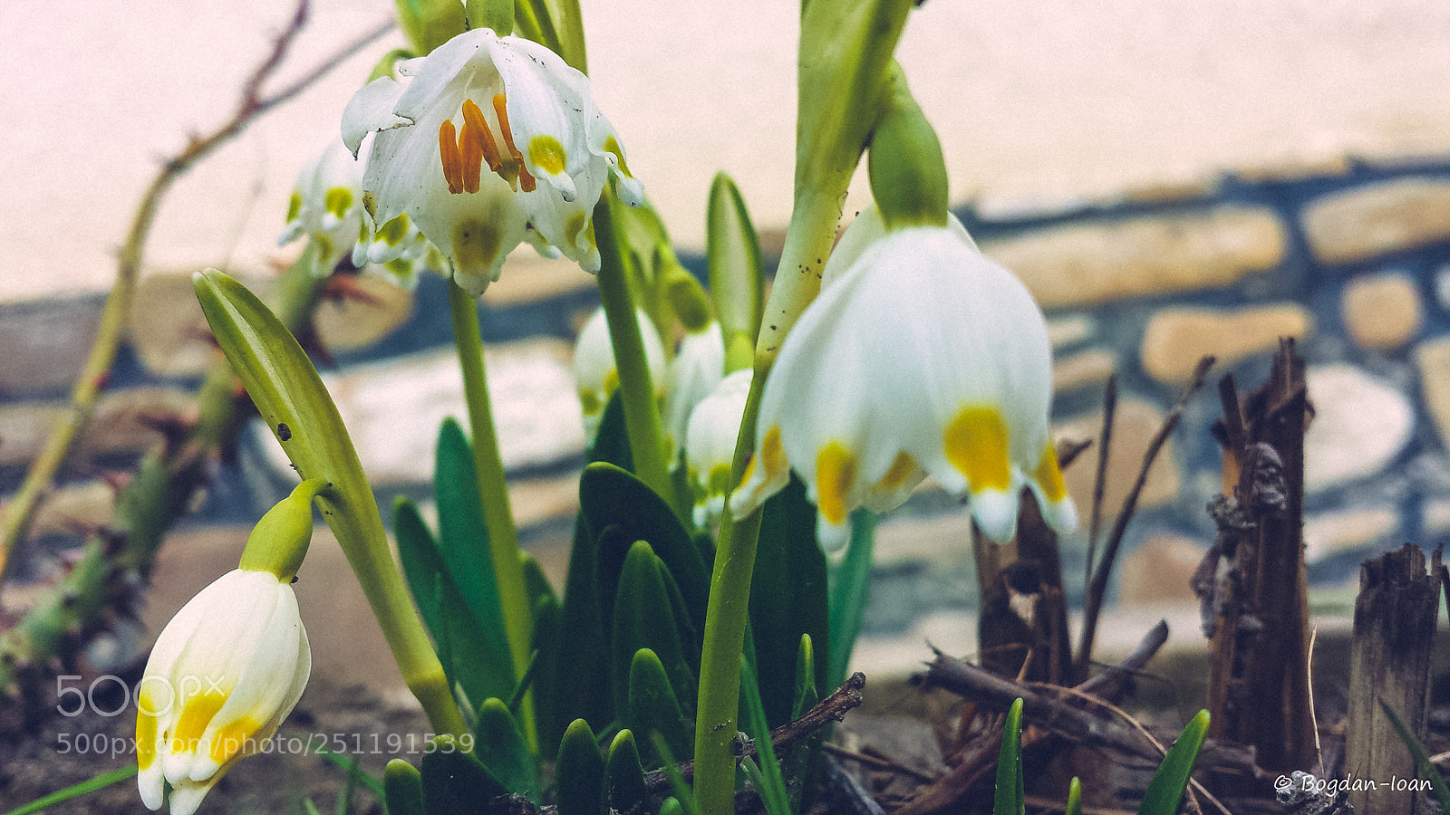 Samsung Galaxy S4 sample photo. Spring photography