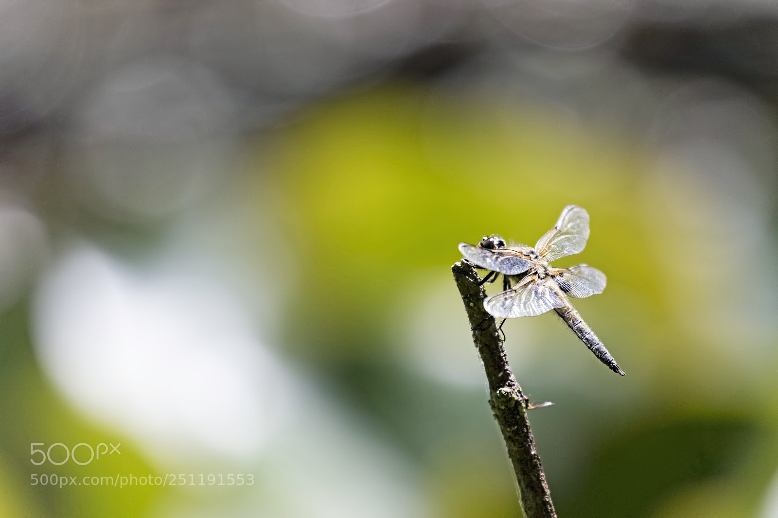 Canon EOS 7D Mark II sample photo. Dazzling chaser photography