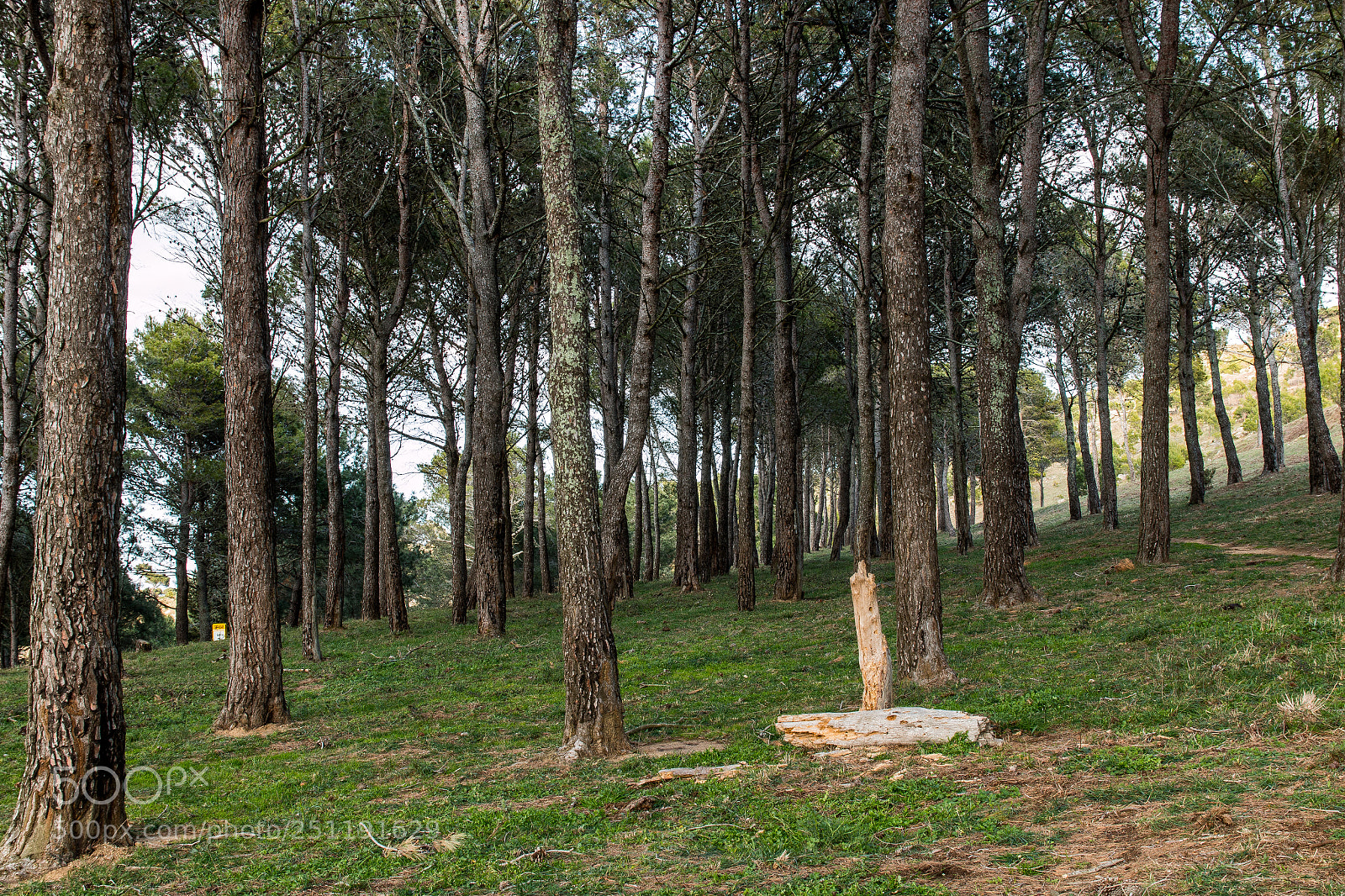 Canon EOS 70D sample photo. The old trunk photography