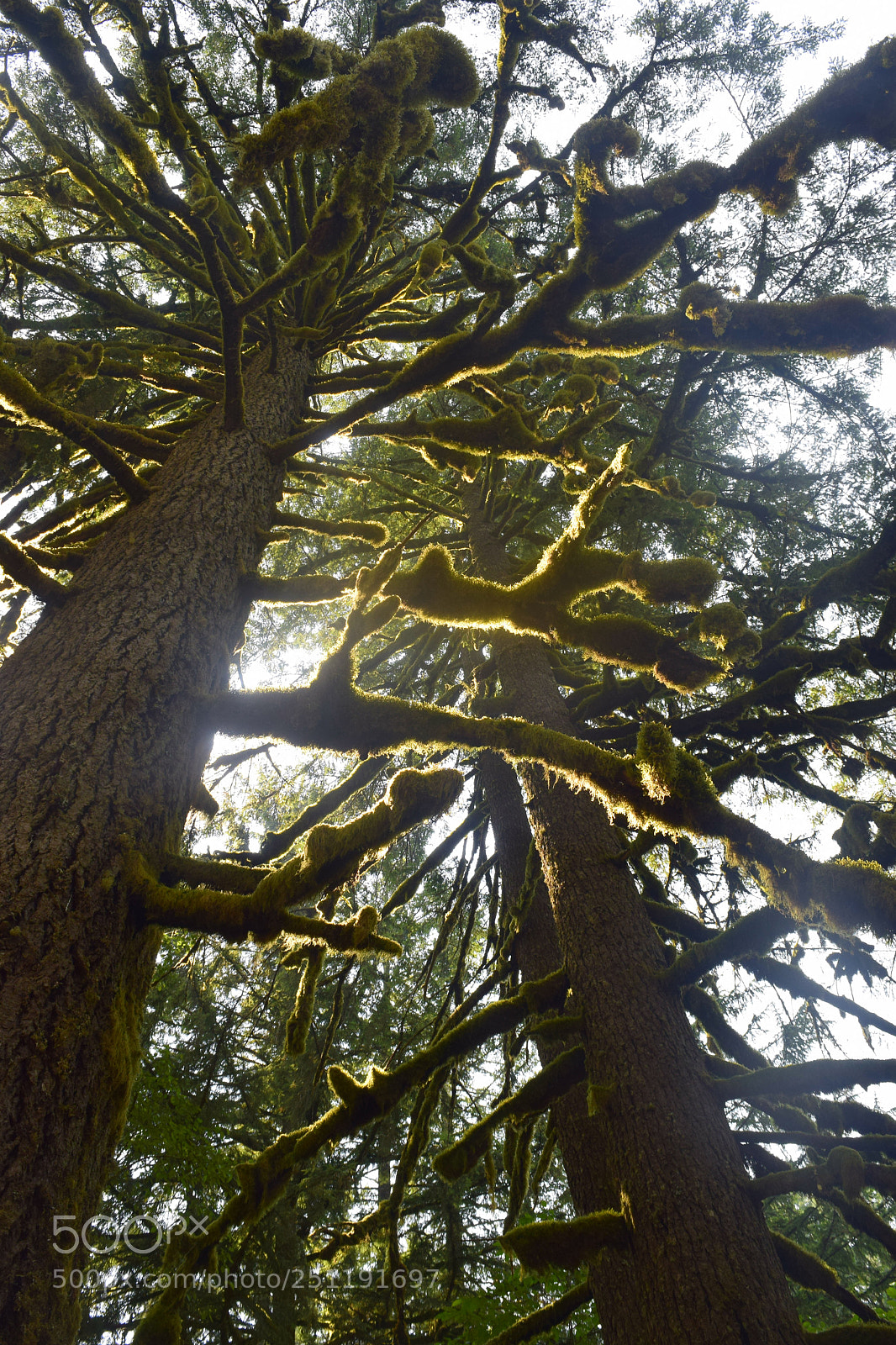 Nikon D5300 sample photo. Weird tree created by photography