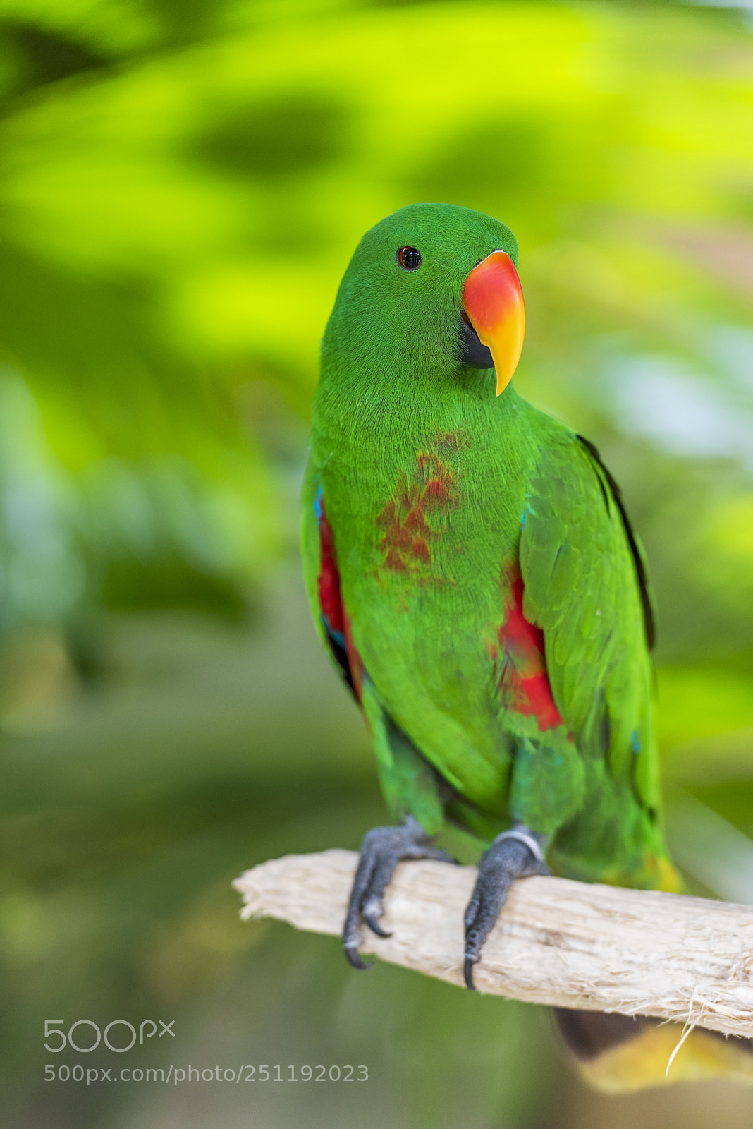 Nikon D810 sample photo. Parrot photography