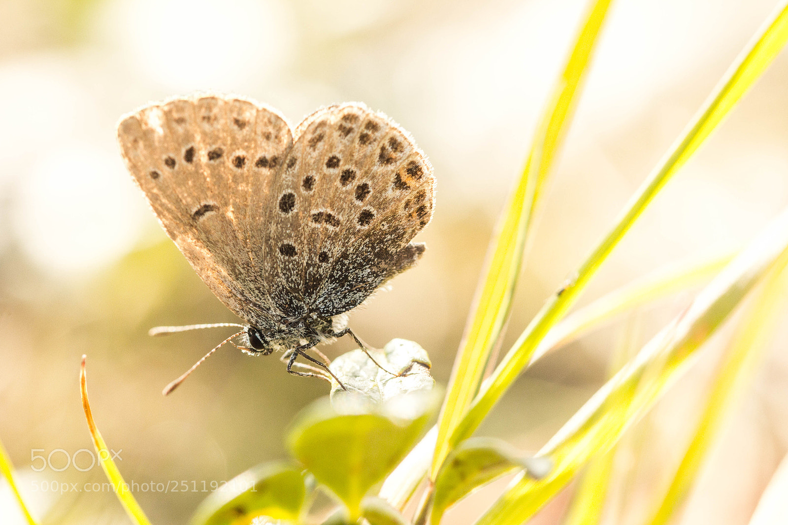 Canon EOS 60D sample photo. Macro photography